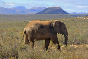 the big 5 game reserves in south africa