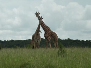 3 Days Akagera wildlife Safari