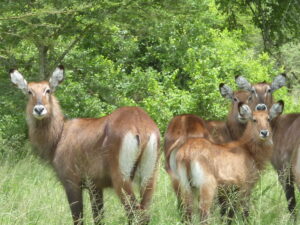 Akagera national park animals