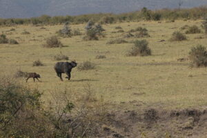 3 days masai Mara safaris