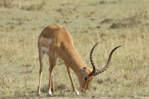 10 Days Best of East Africa Safari