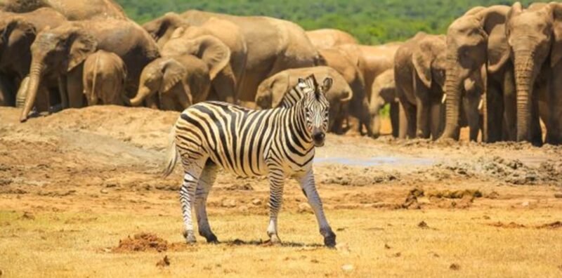 Full Day Addo Elephant Park Big 5 Safari