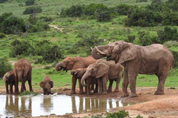 addo elephant park big 7