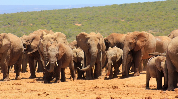 1 Day Addo Elephant Park Big 7 Safari