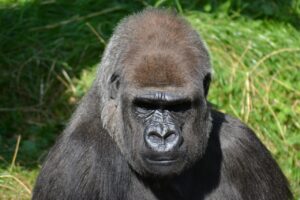Uganda safari, gorilla and chimpanzee
