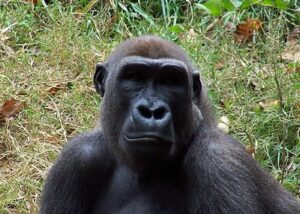 5 Days Uganda safari gorilla and chimpanzees