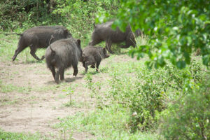 Uganda safari in queen Elizabeth national park