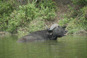 queen Elizabeth national park  safari in Uganda
