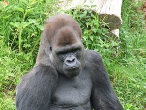 6 days Rwanda safaris wildlife and gorilla trekking