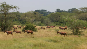 18 Days Uganda Safari