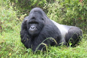6 Days Uganda Gorilla and wildlife safaris