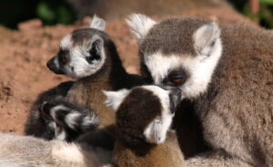 10 Days Madagascar Wildlife Safari Tour