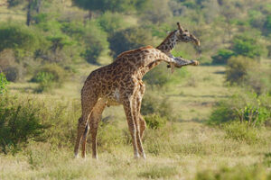 5 days Kenya and Tanzania safari