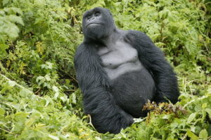   gorilla trekking in volcanoes national park