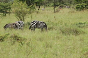 6 days Rwanda safaris