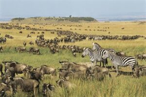 Kenya Safari Adventure
