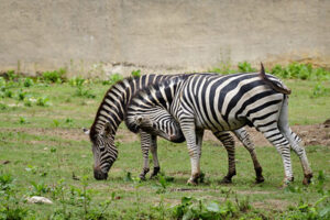 African safari on a budget