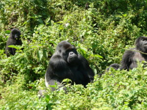   1 Day Gorilla Trekking Rwanda