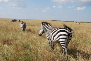 4 days masai mara budget safari