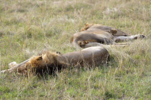 6 Days Kenya Safari Adventure