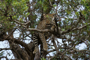 7 days best of Kenya wildlife safaris