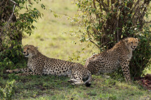7 days best of Kenya wildlife  safaris
