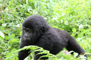 5 Days Gorilla and Chimpanzee Trekking Uganda Safari