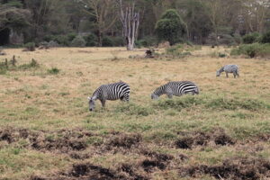 3 days masai mara safari