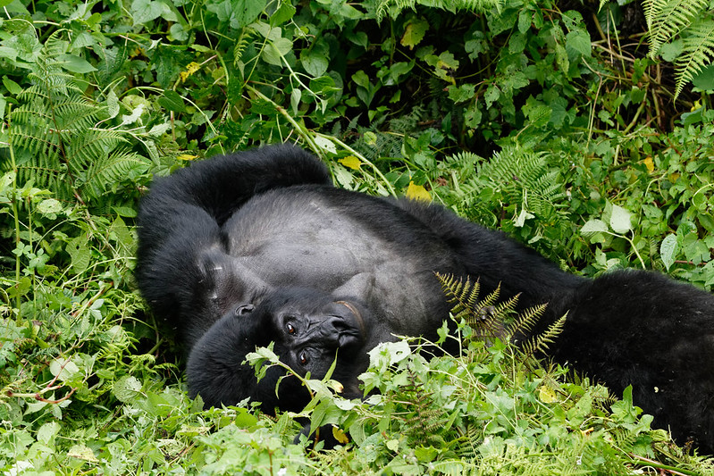5 Days gorilla tracking safari tour