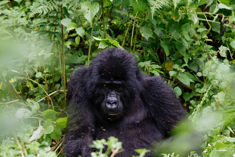 5 Days gorilla tracking safari tour