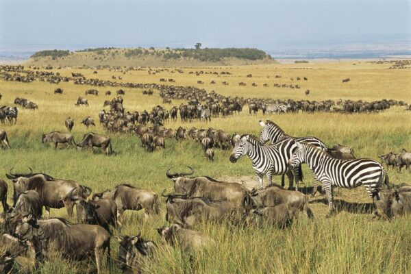 11 Days Kenya Safari