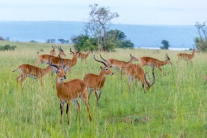 Karuma Wildlife Reserve 