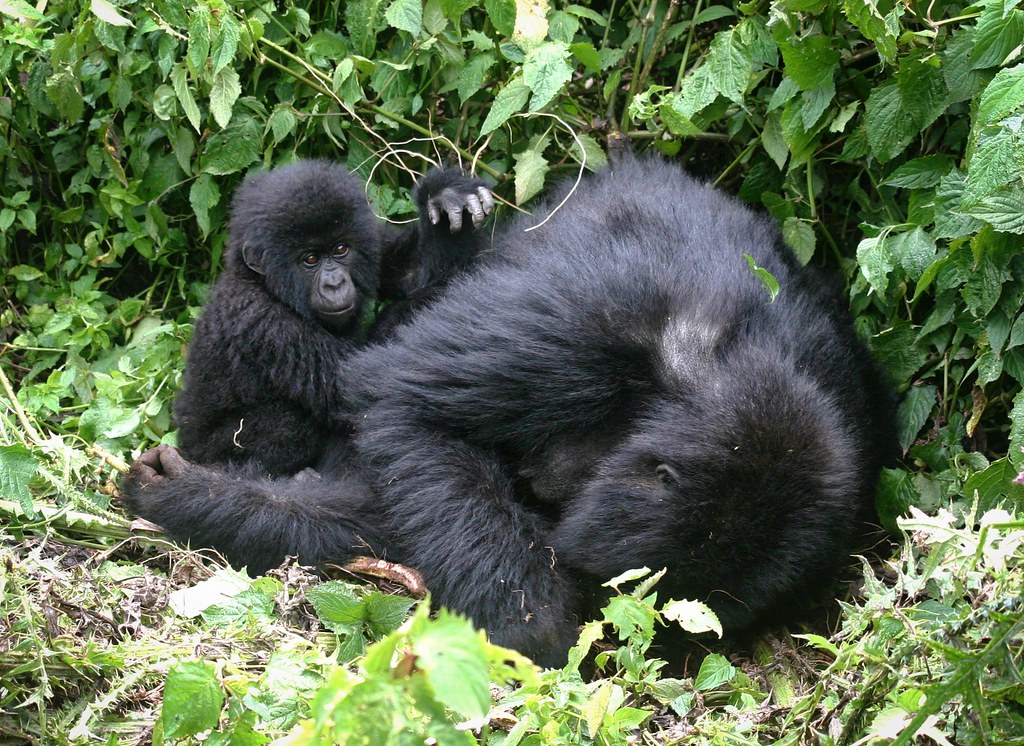 Mgahinga Gorilla National Park 