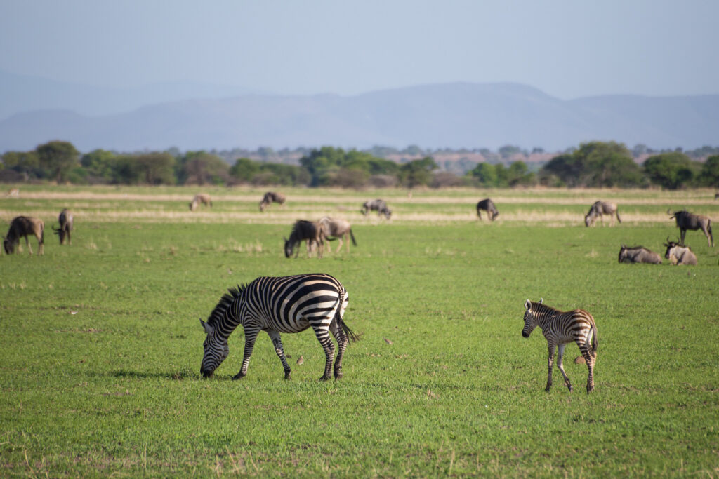 12 days best of East Africa safari tour