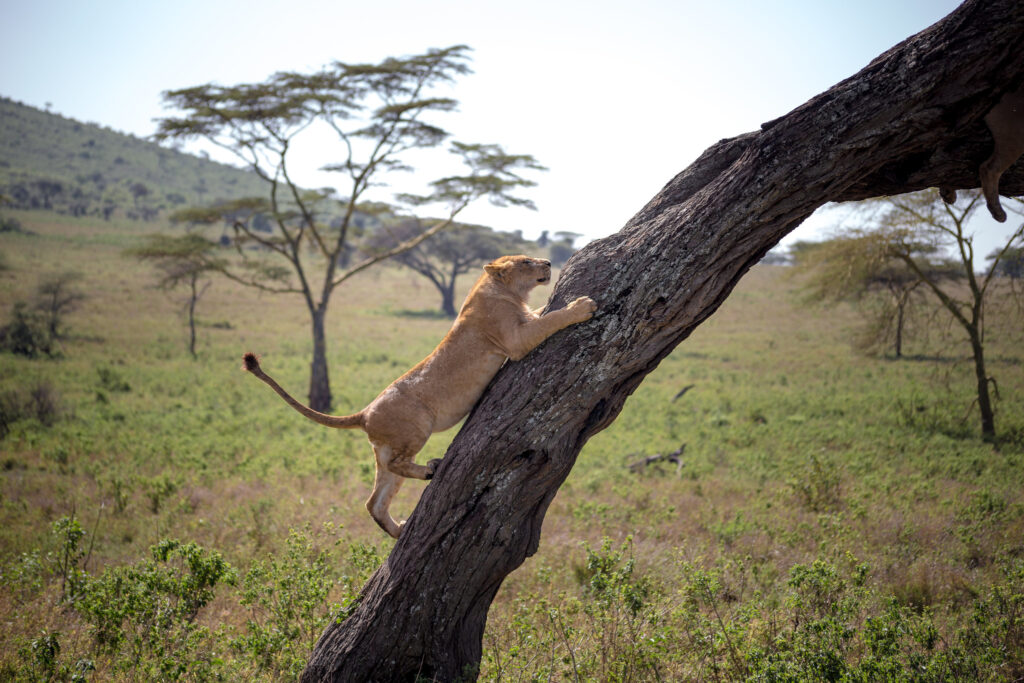 12 days best of East Africa safari tour