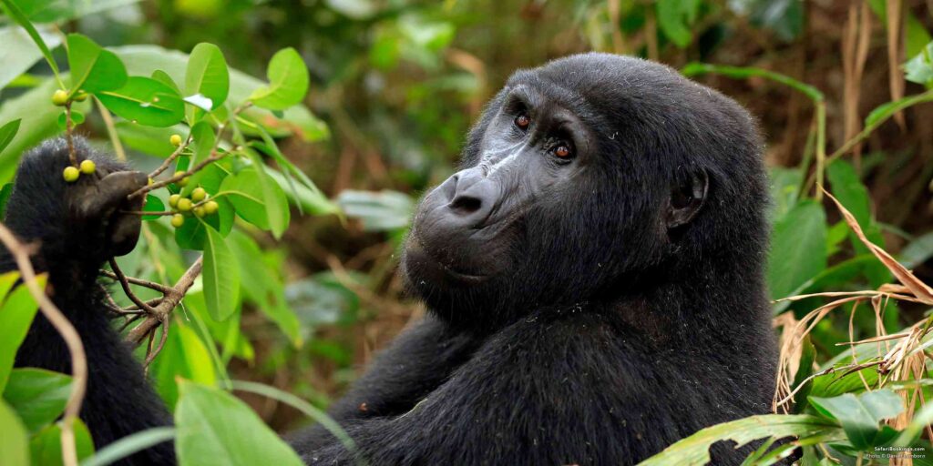 1 day gorilla trekking  in  Uganda and Rwanda 