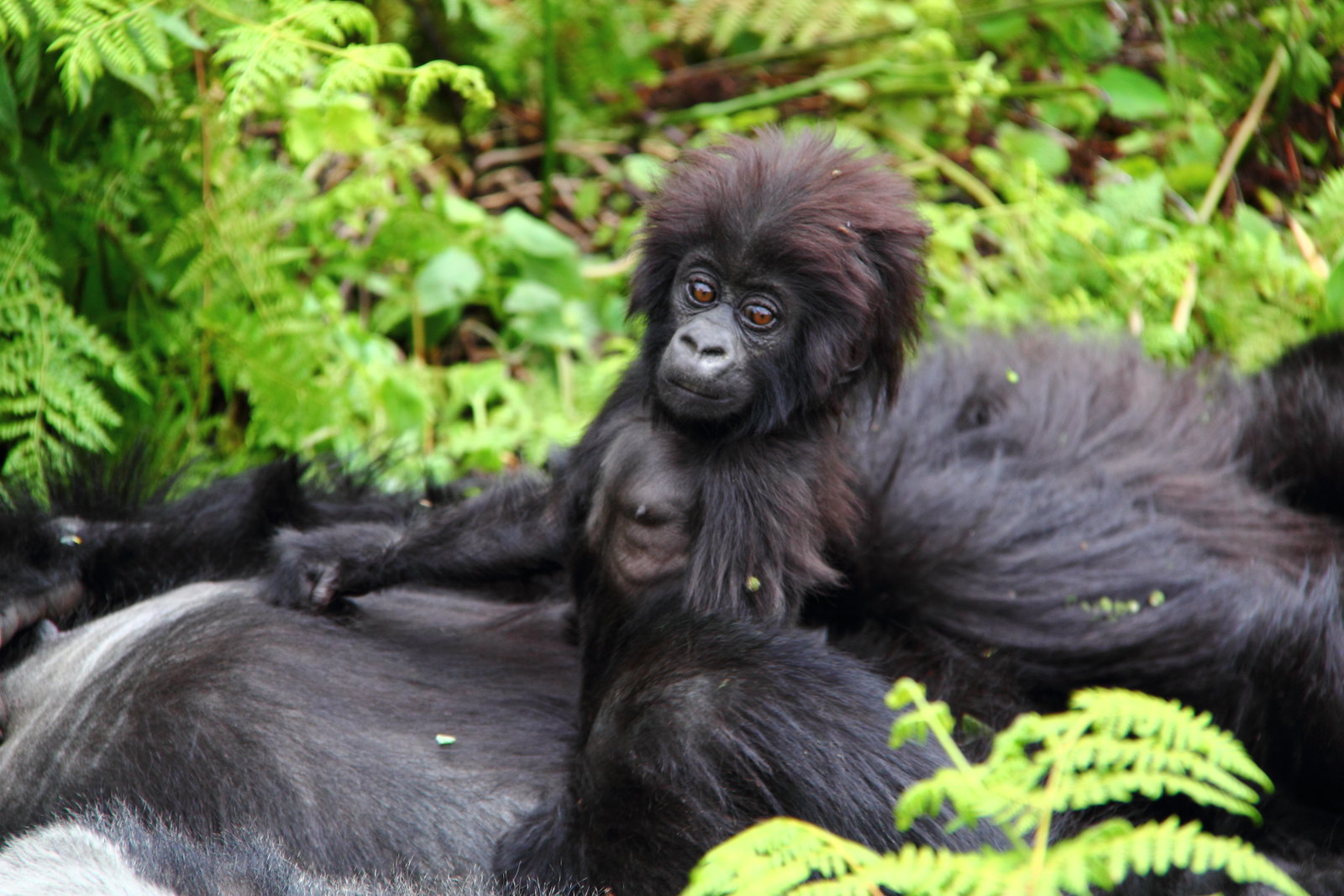 6 Days Gorilla trekking safaris in Rwanda and Uganda