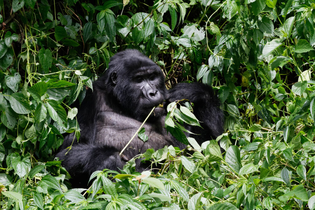 10 Days Uganda  gorilla tours and wildlife safaris
