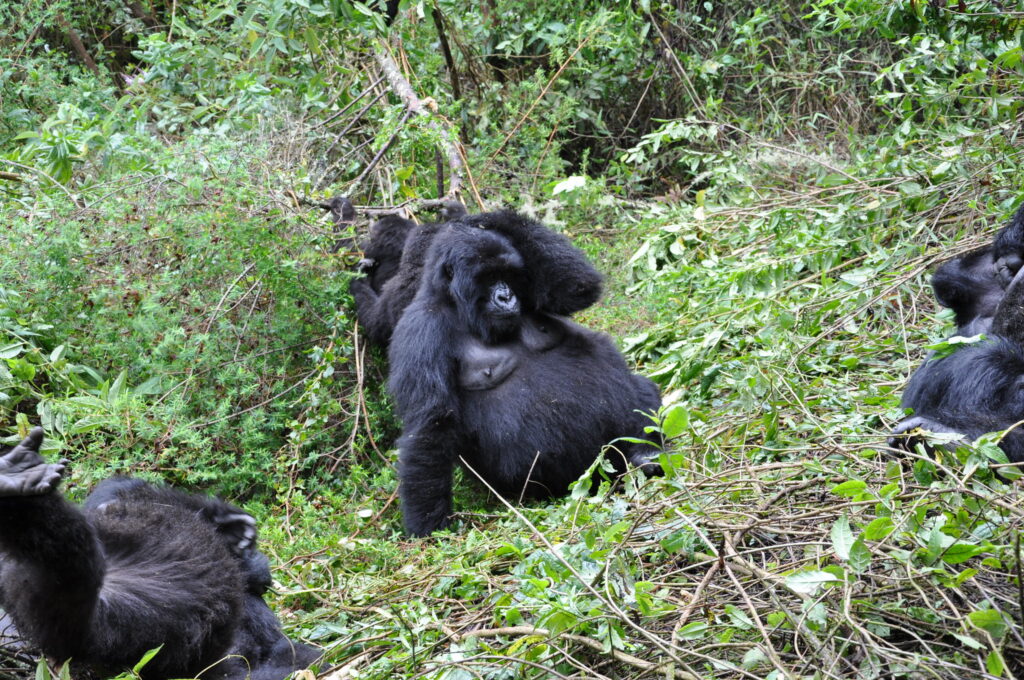 4 Days best of Uganda safari gorilla trekking and chimpanzee tracking