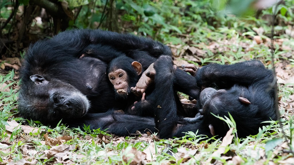 3 days gorilla trekking and habituation in Bwindi forest