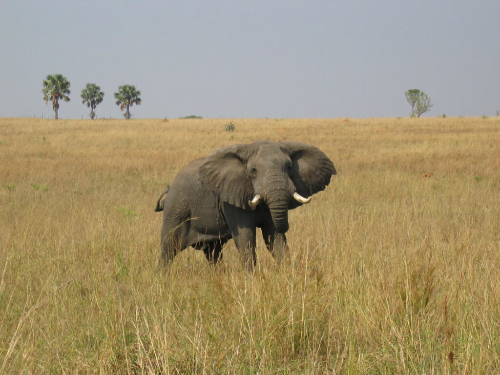 5 Days safari in Uganda Game Drive and Cruise