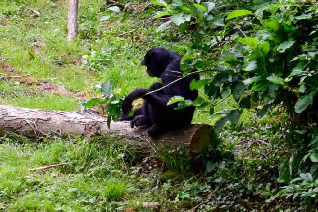 5 Days chimpanzee tracking and Wildlife safari in Uganda