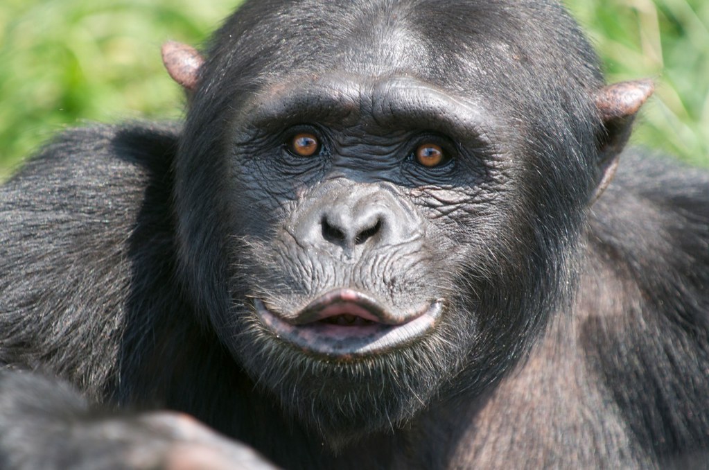 3 Days  Kibale Forest National Park Chimpanzee trekking 