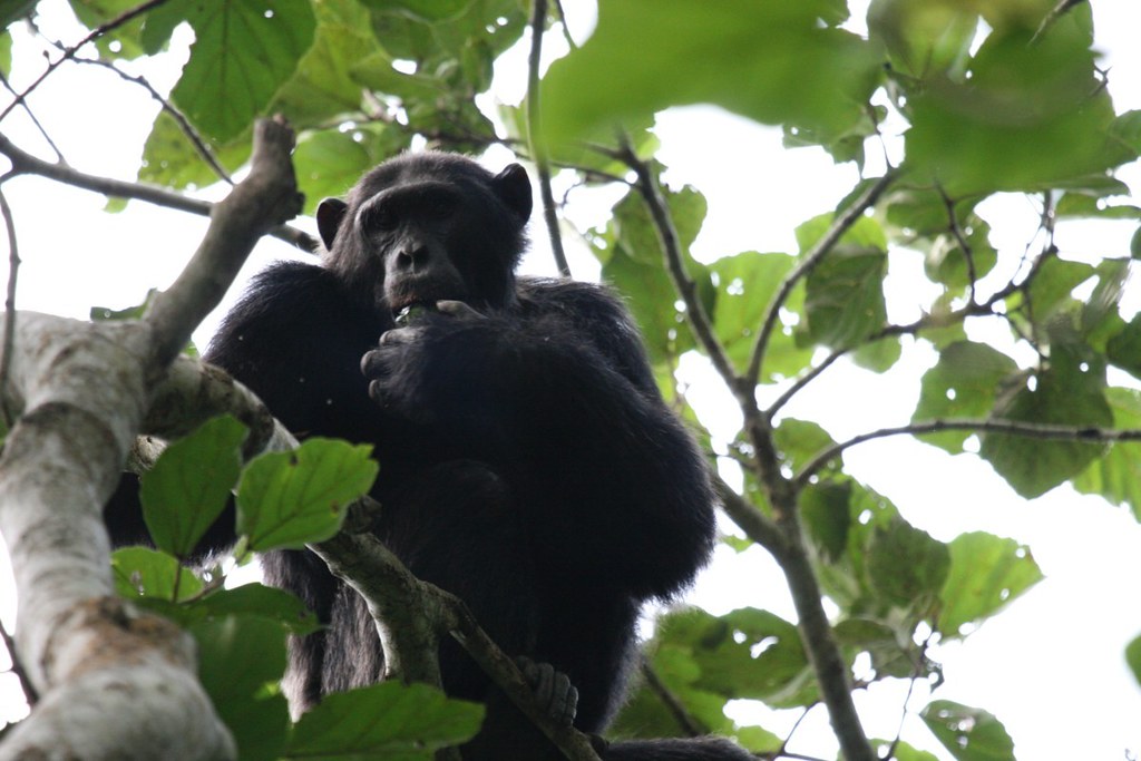 3 Days  Kibale Forest National Park Chimpanzee trekking 