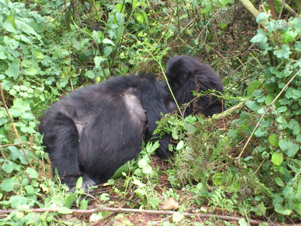 4 Days best of Uganda safari gorilla trekking and chimpanzee tracking