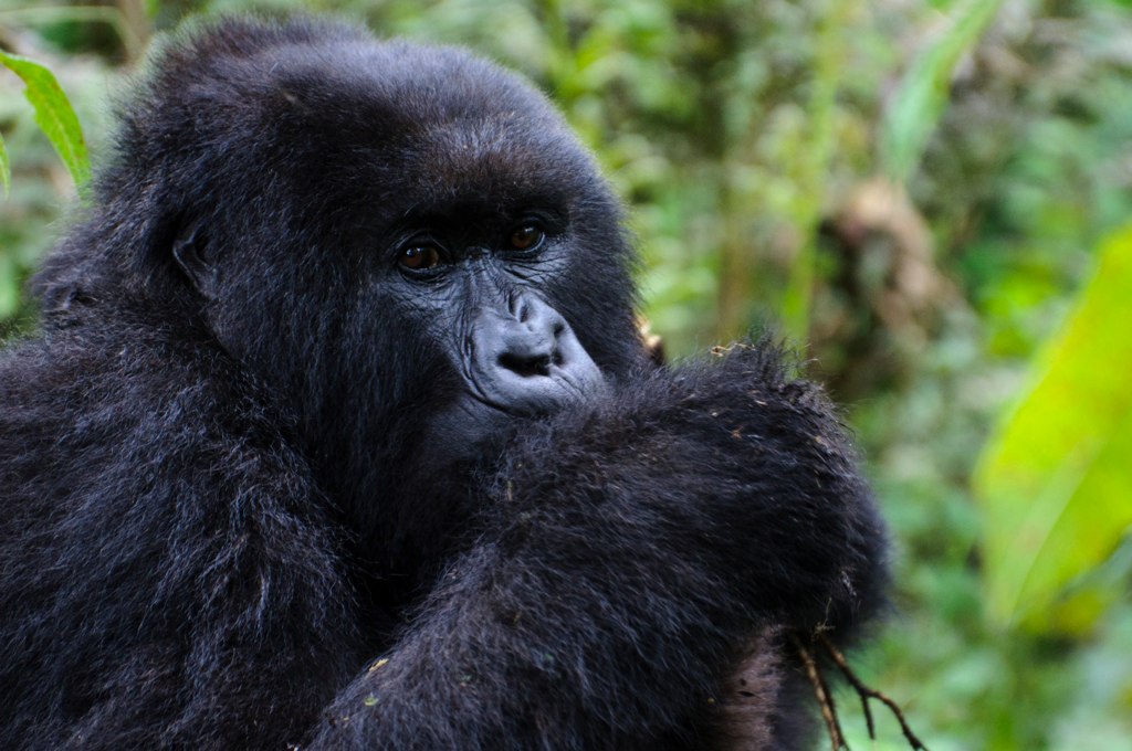 6 Days Gorilla trekking wildlife and chimpanzee safari in Uganda 