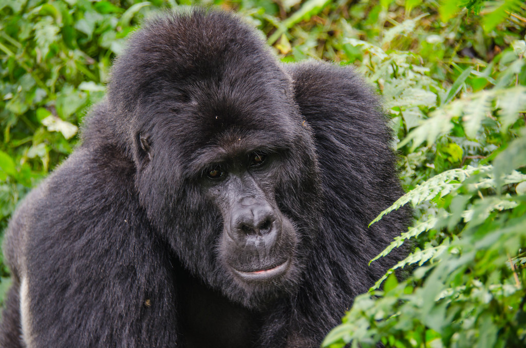  3 Days gorilla trekking in Bwindi forest