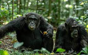 4 Days Uganda wildlife Safari and Chimpanzee tracking