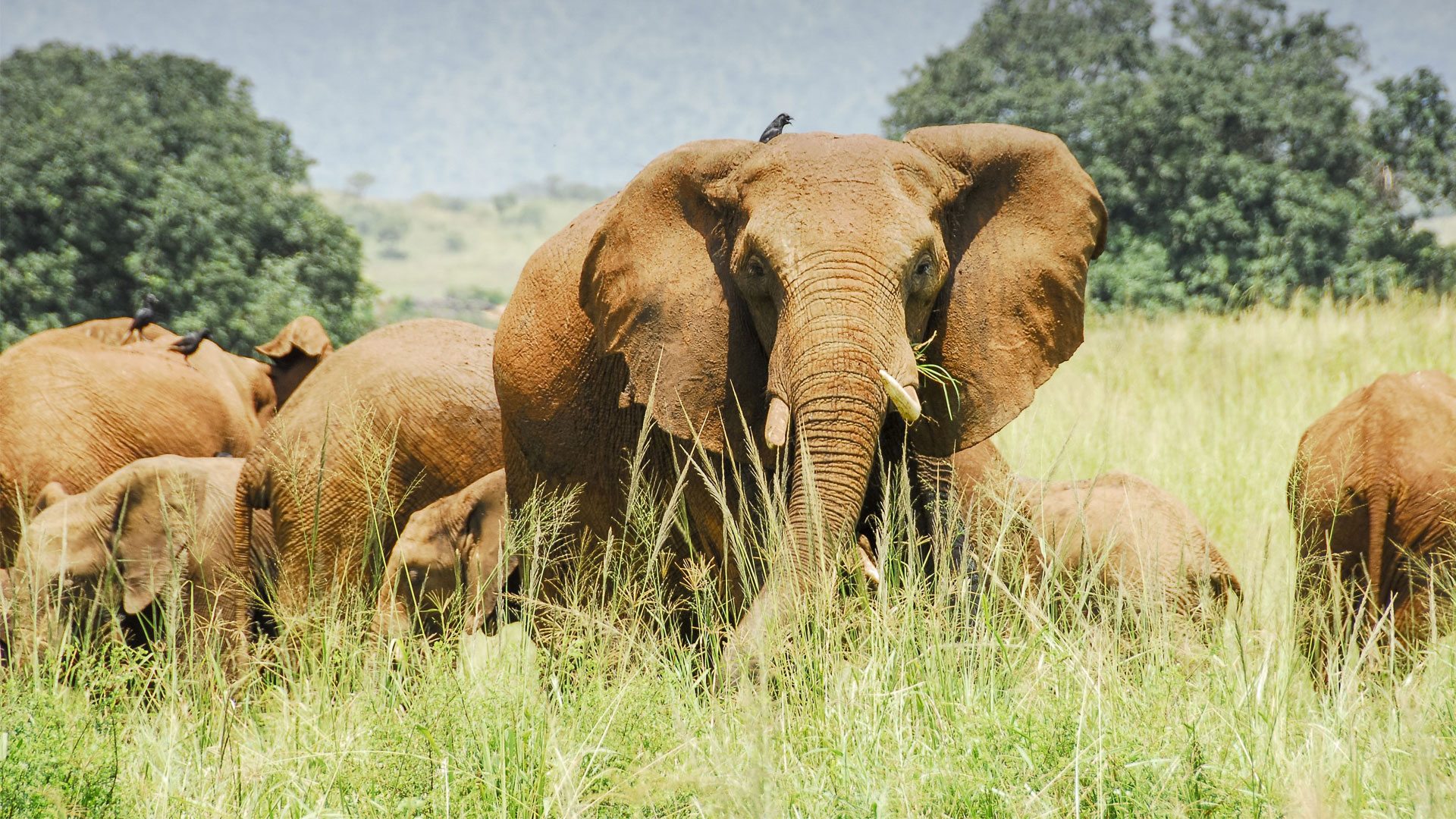 7 Days explore kidepo national park Uganda safari tours 