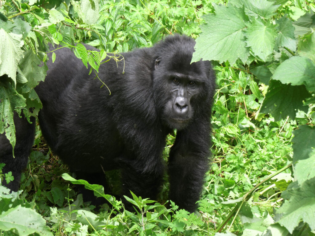 1 Day Gorilla Trekking in Rwanda